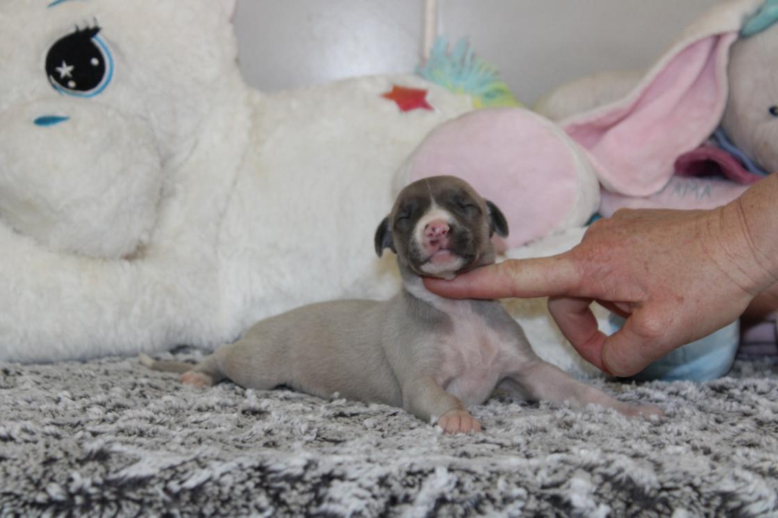 chiot disponible