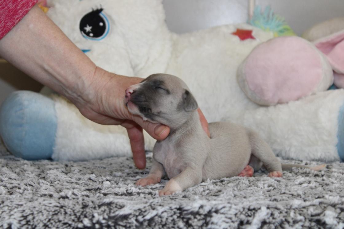 chiot disponible