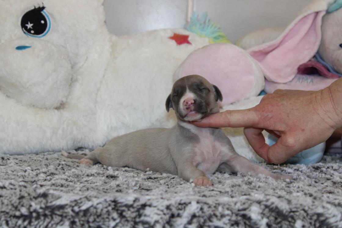 chiot disponible