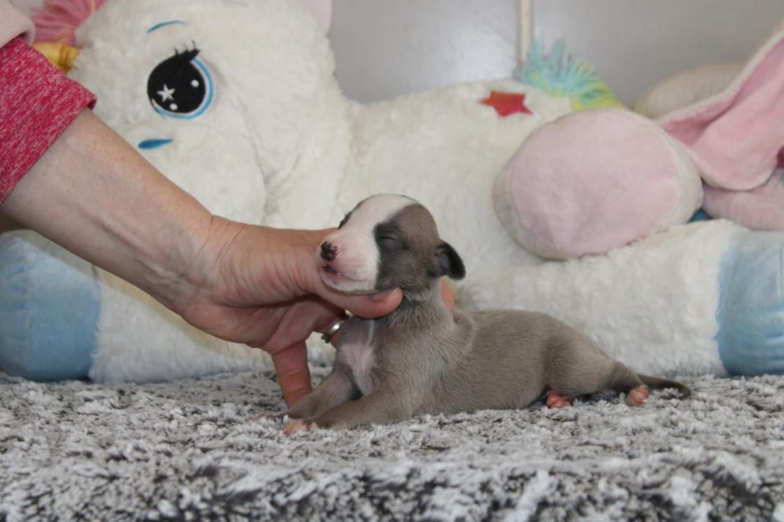 chiot disponible
