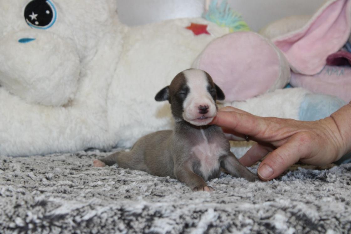 chiot disponible