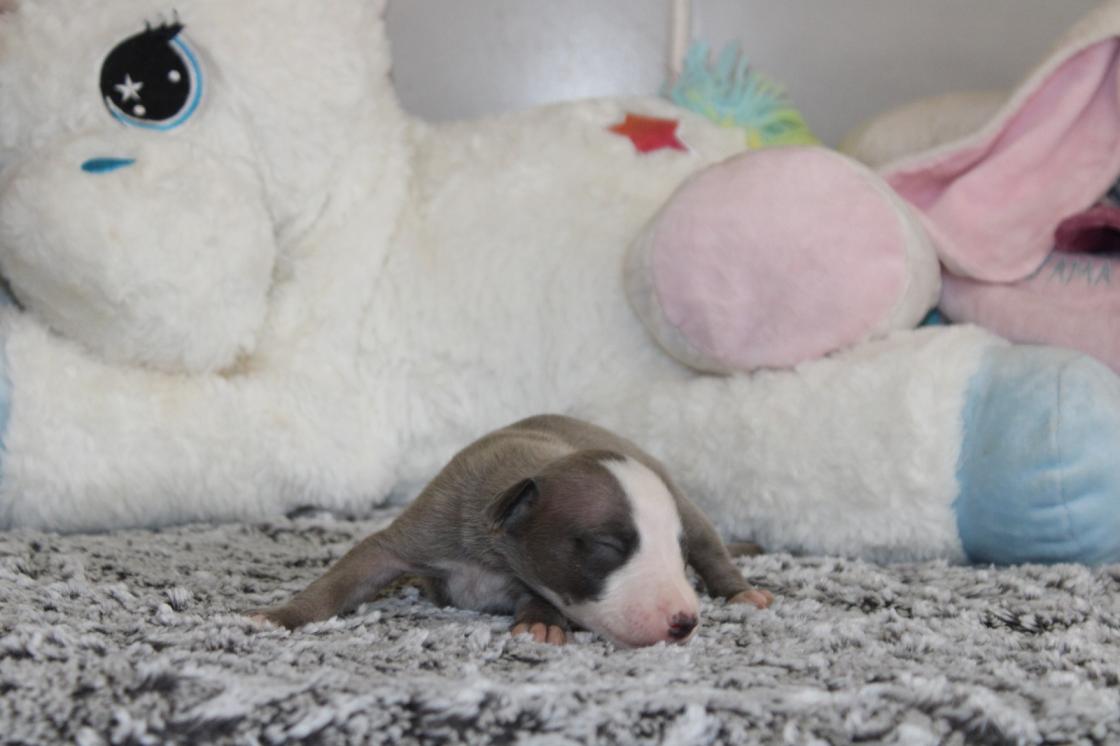 chiot disponible