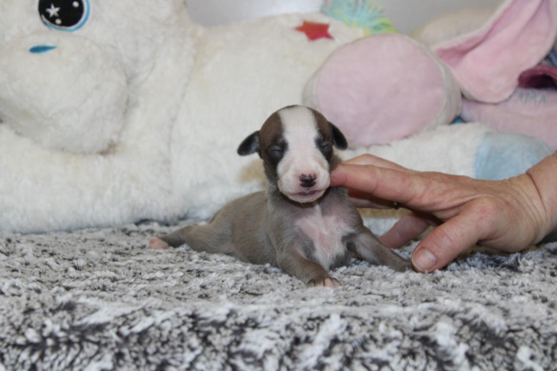 chiot disponible