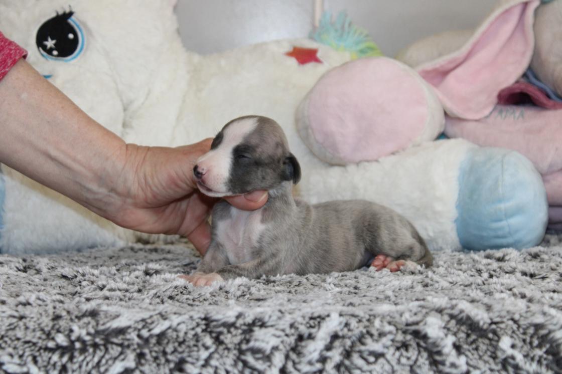 Chiot Whippet Disponible