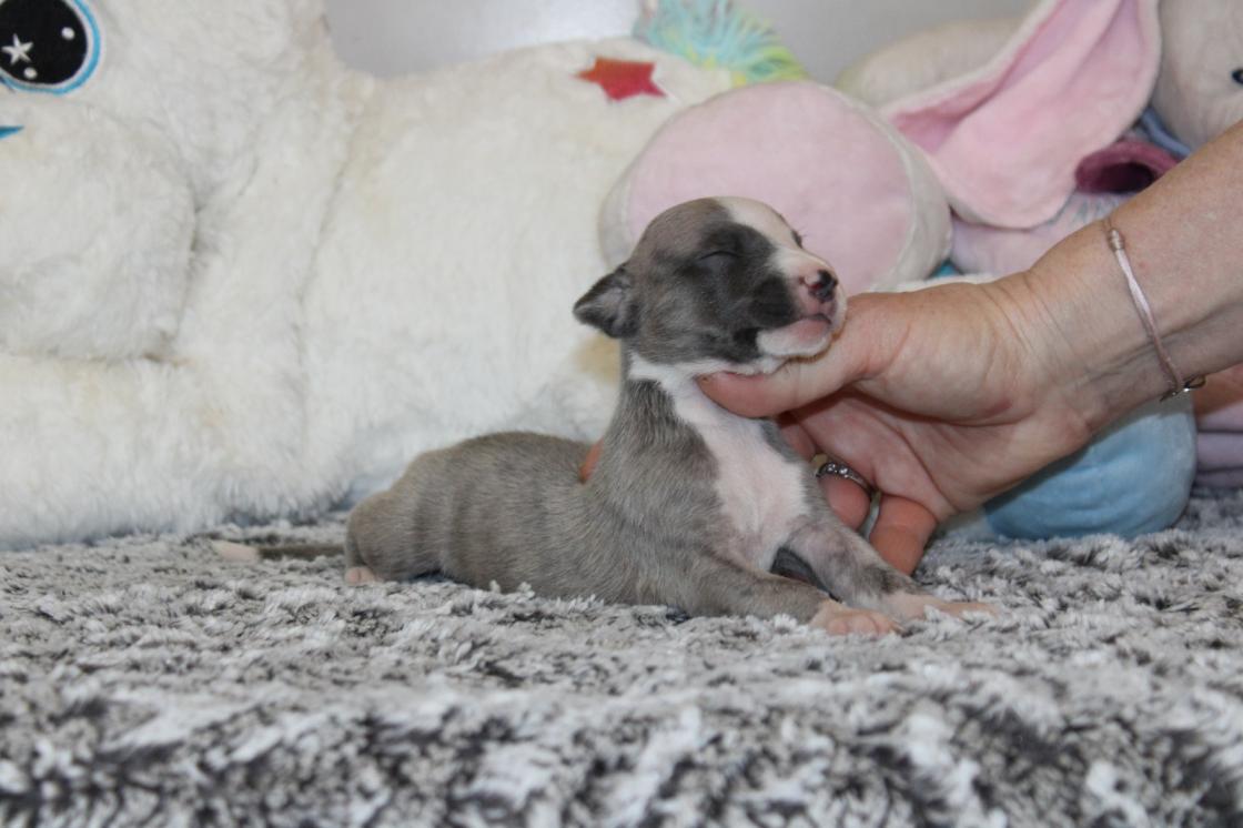 chiot disponible
