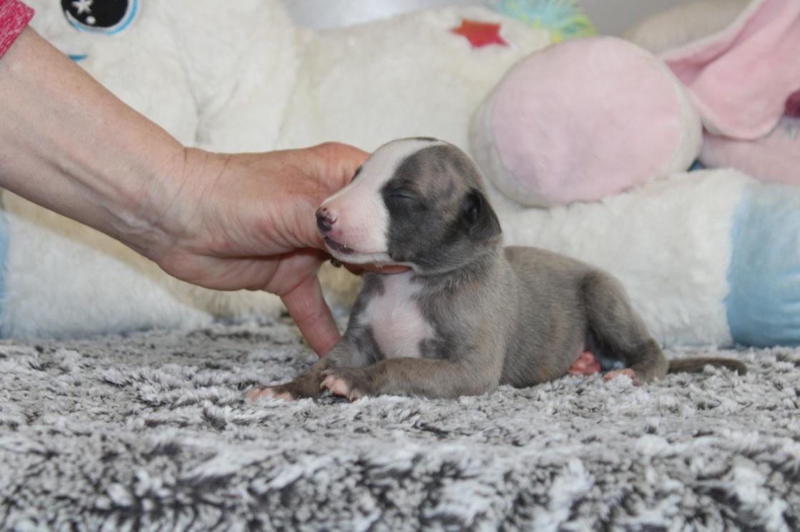 Chiot Whippet Disponible