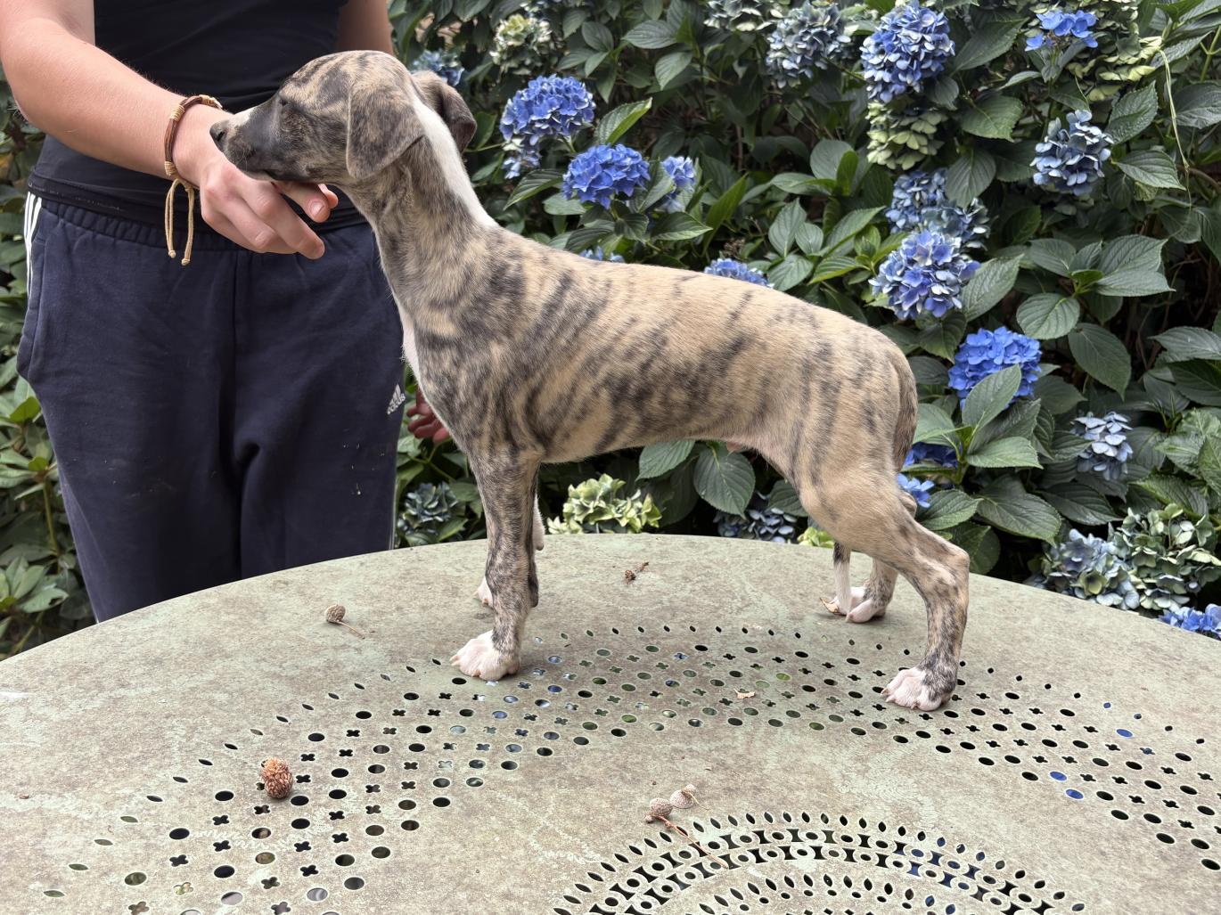 chiot disponible