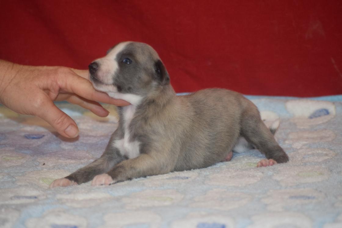chiot disponible