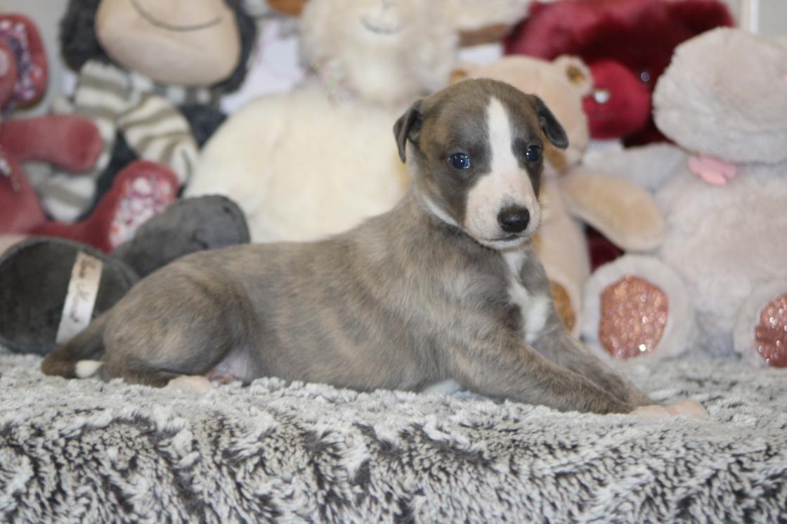 Chiot Whippet Disponible