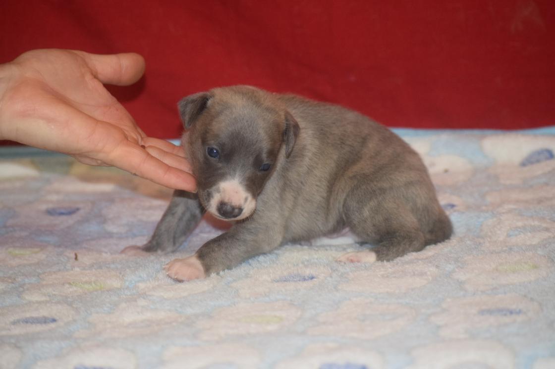 chiot disponible