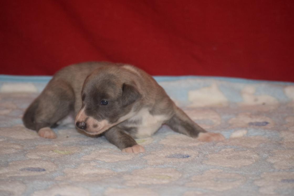 chiot disponible