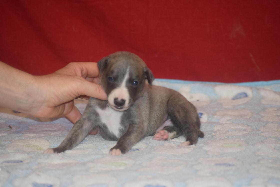 chiot disponible