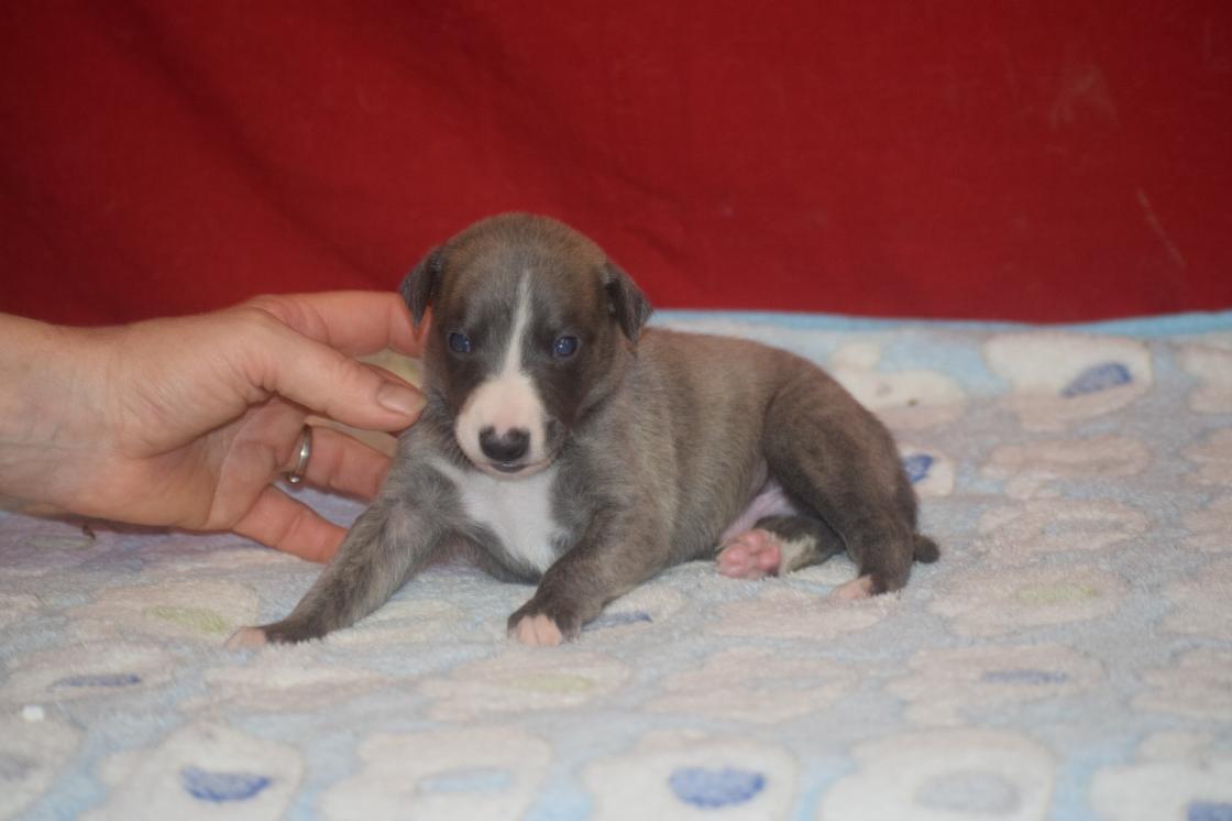 chiot disponible