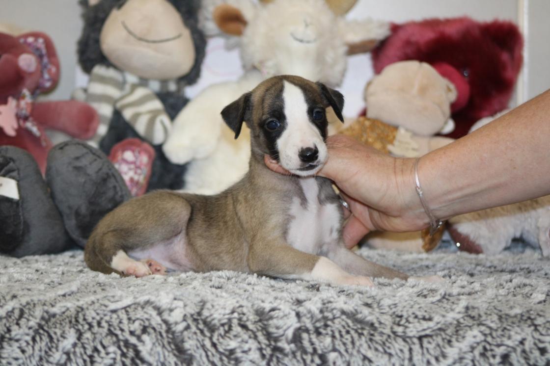 Chiot Whippet Disponible