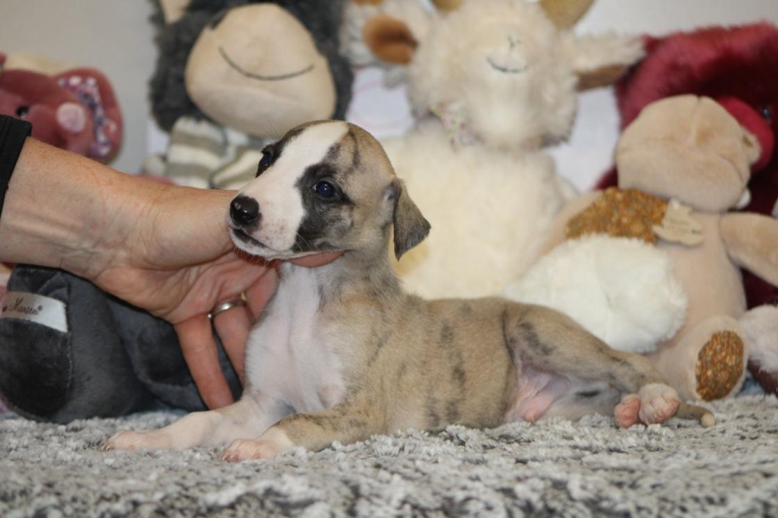 Chiot Whippet Disponible