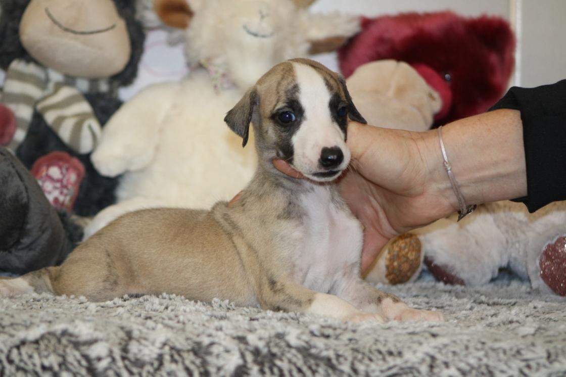 Chiot Whippet Disponible