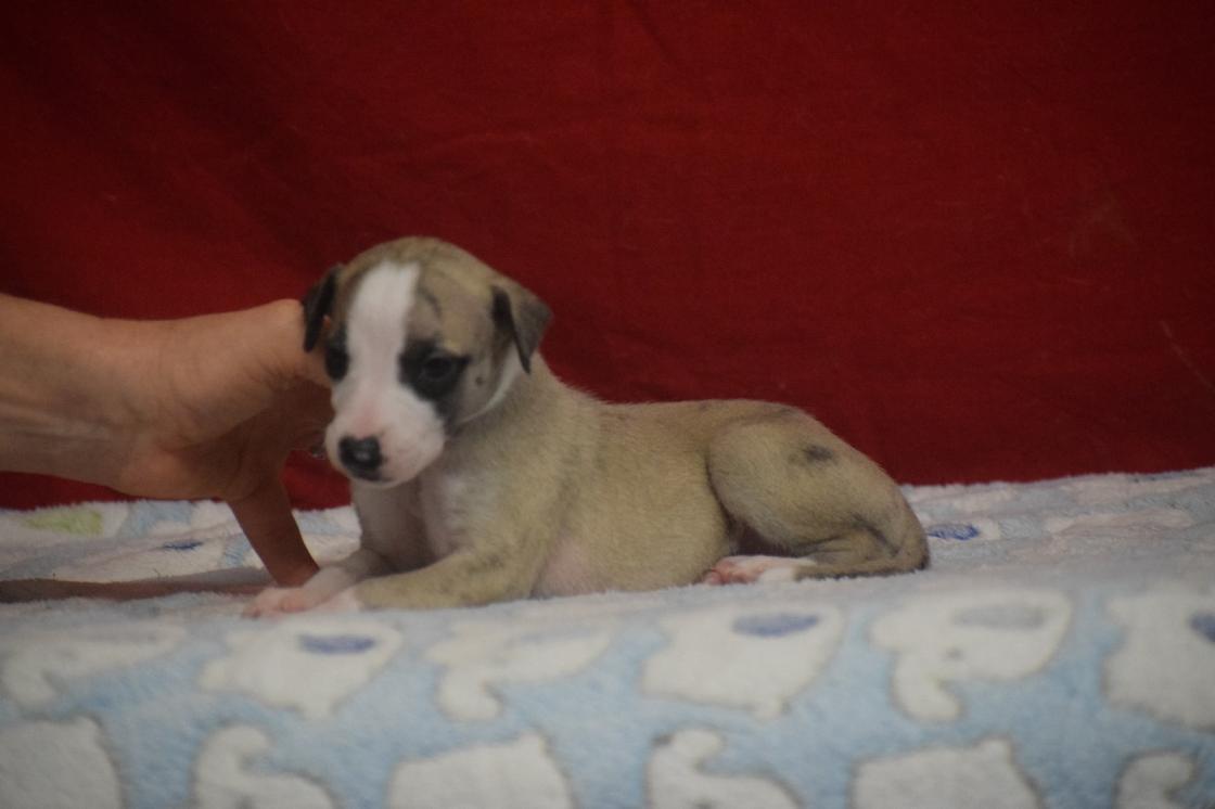 chiot disponible