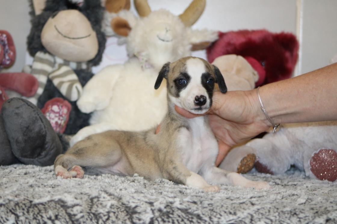 Chiot Whippet Disponible
