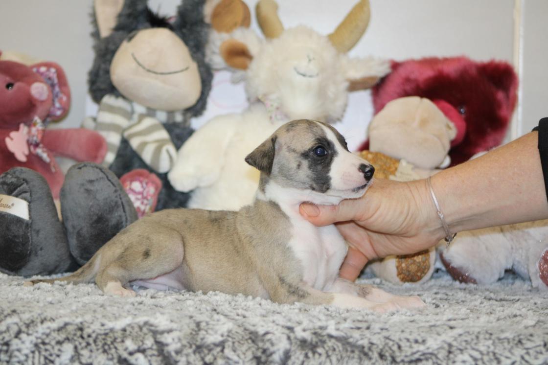 Chiot Whippet Disponible