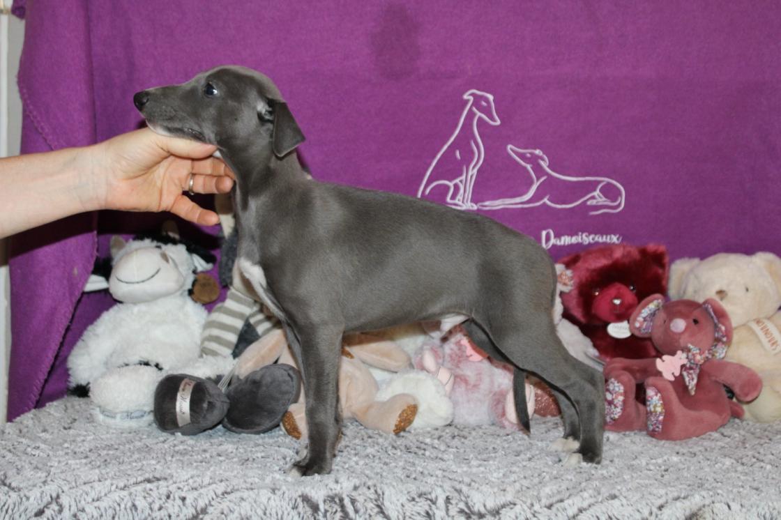 Chiot Whippet Disponible