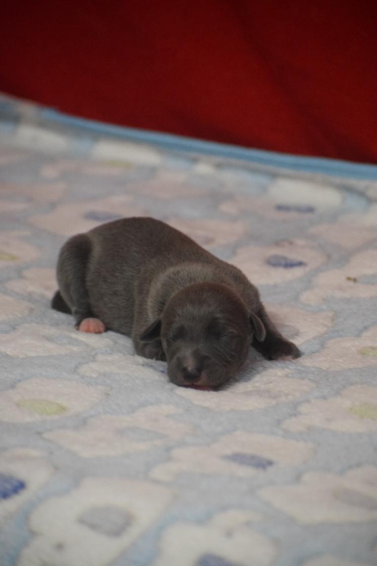 chiot disponible
