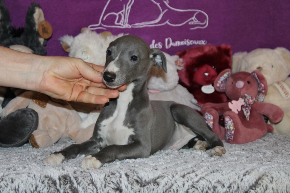 Chiot Whippet Disponible