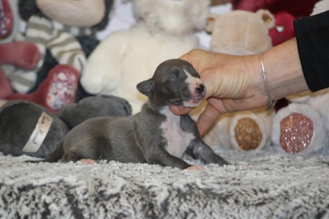 Chiot Whippet Disponible