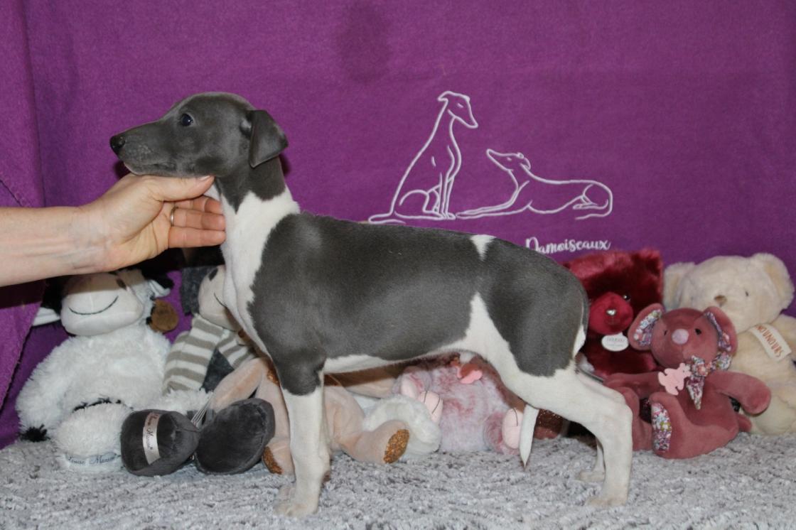 Chiot Whippet Disponible