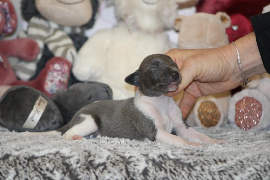 Chiot Whippet Disponible