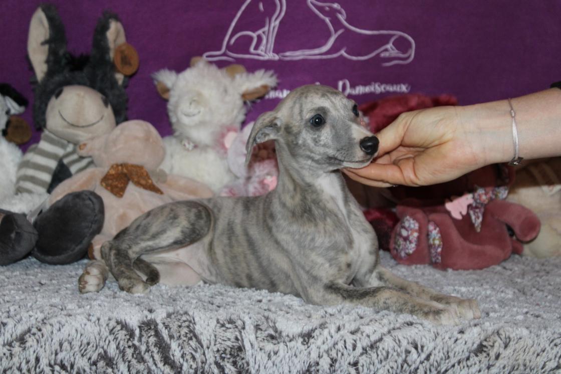 Chiot Whippet Disponible
