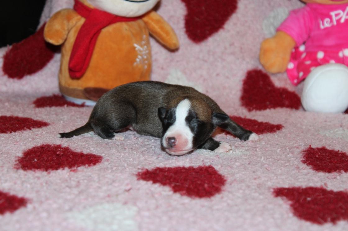 Chiot Whippet Disponible