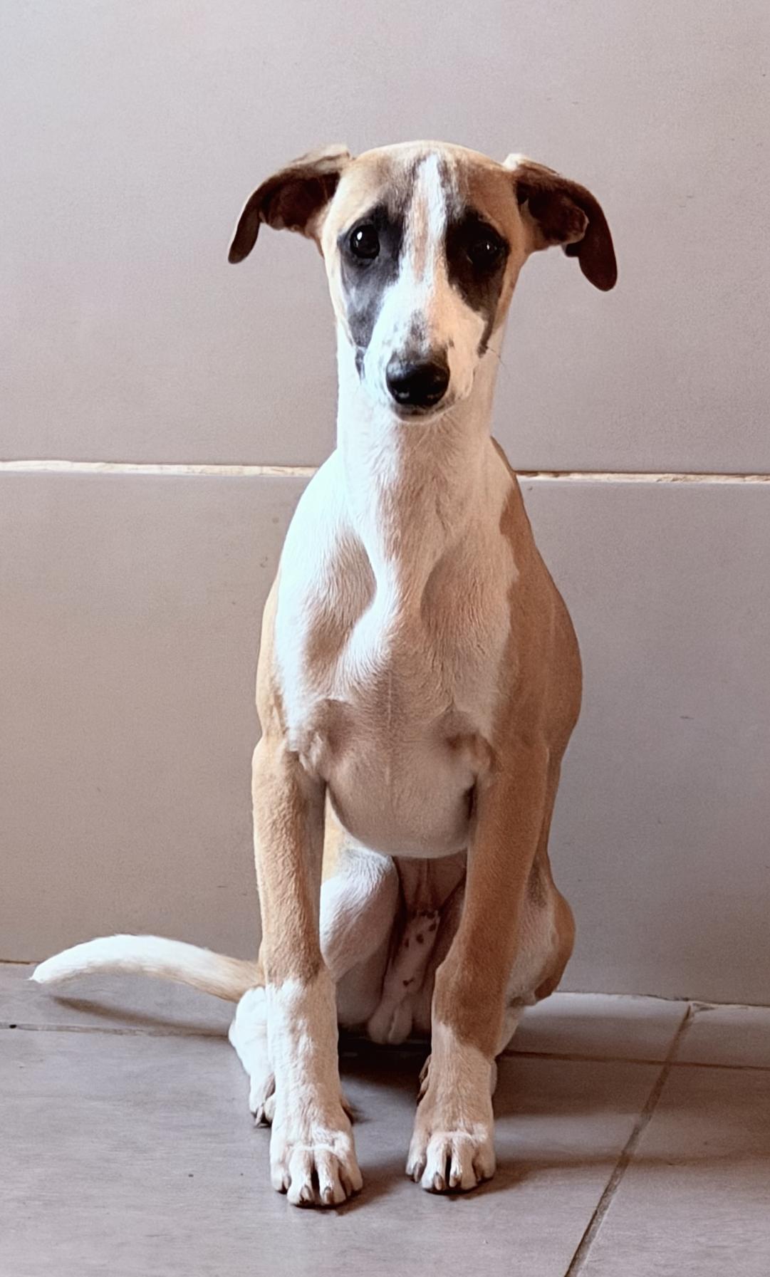 Chiot Whippet Disponible