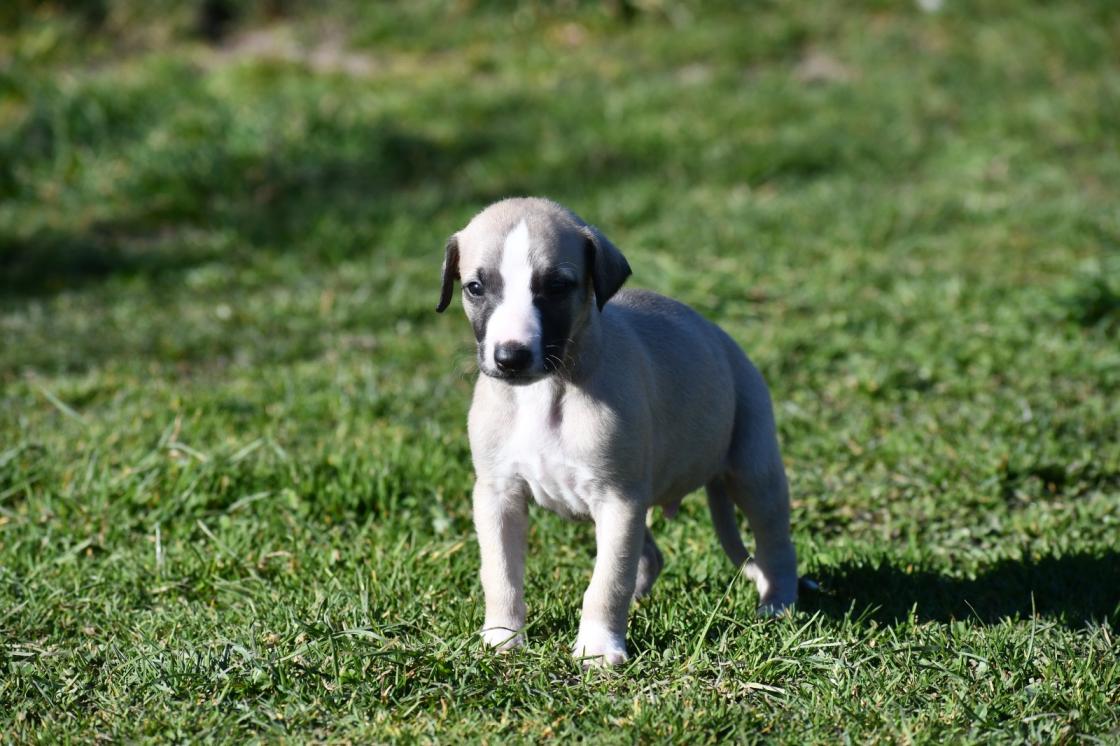 Chiot Whippet Disponible