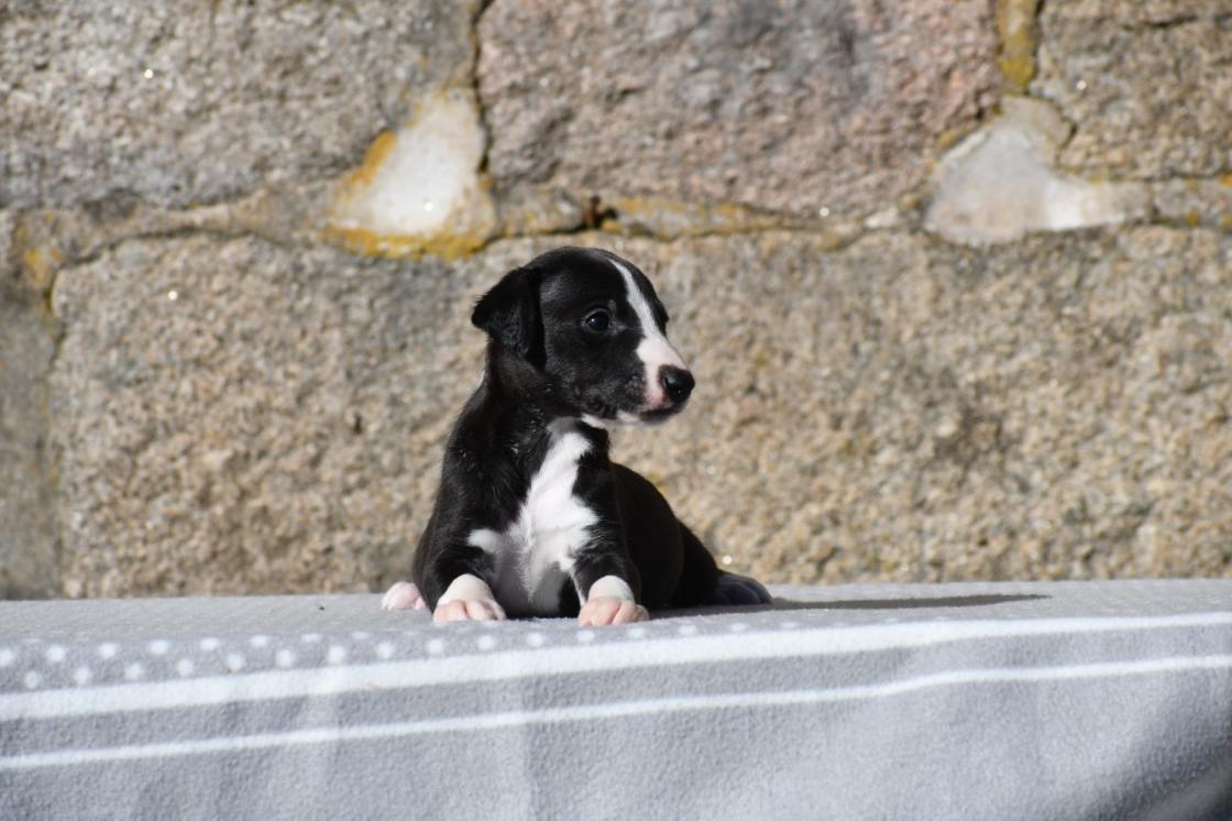 chiot disponible