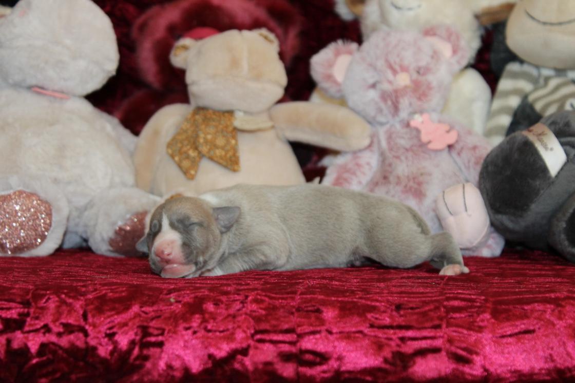 Chiot Whippet Disponible