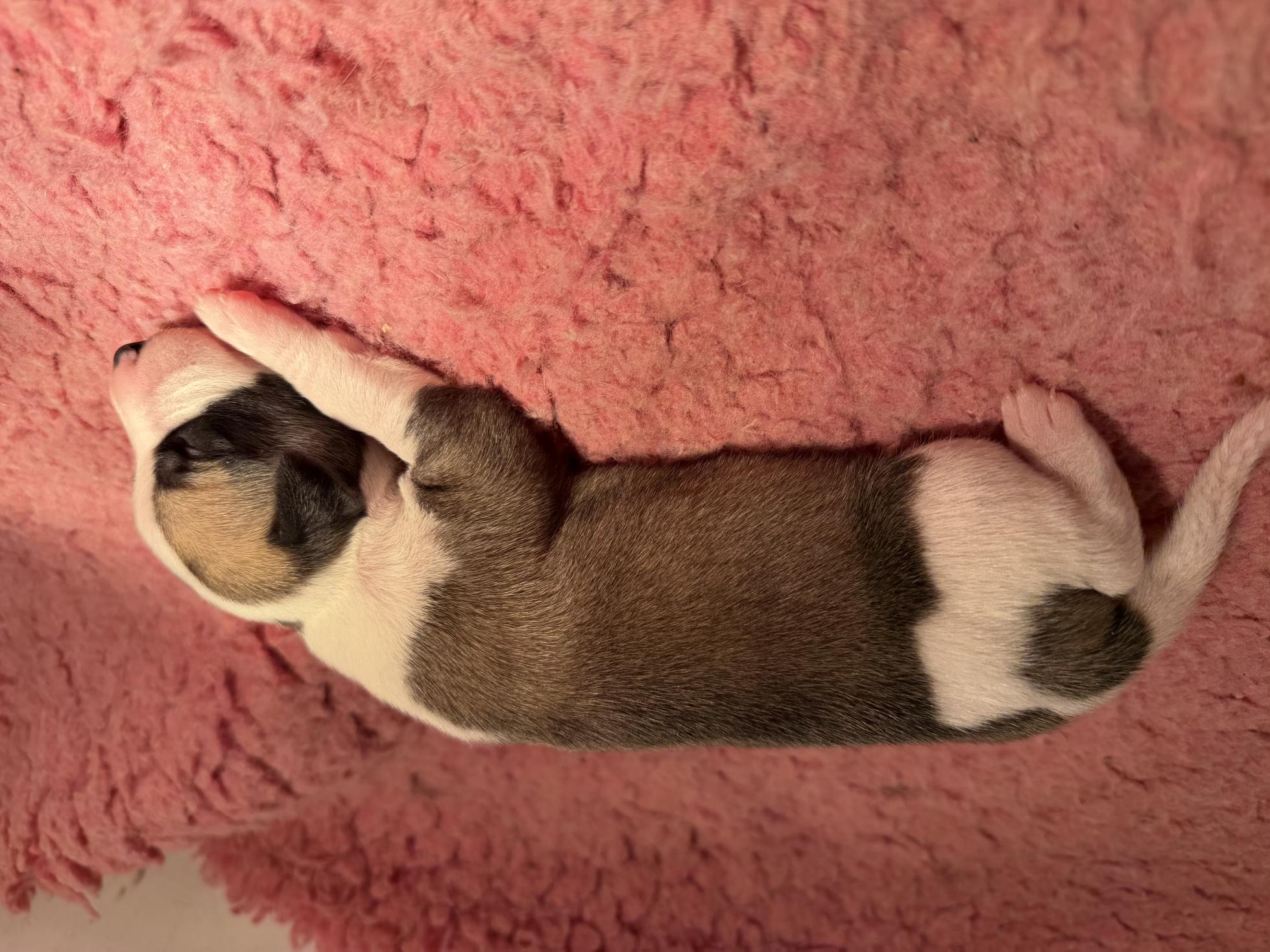 Chiot Whippet Disponible