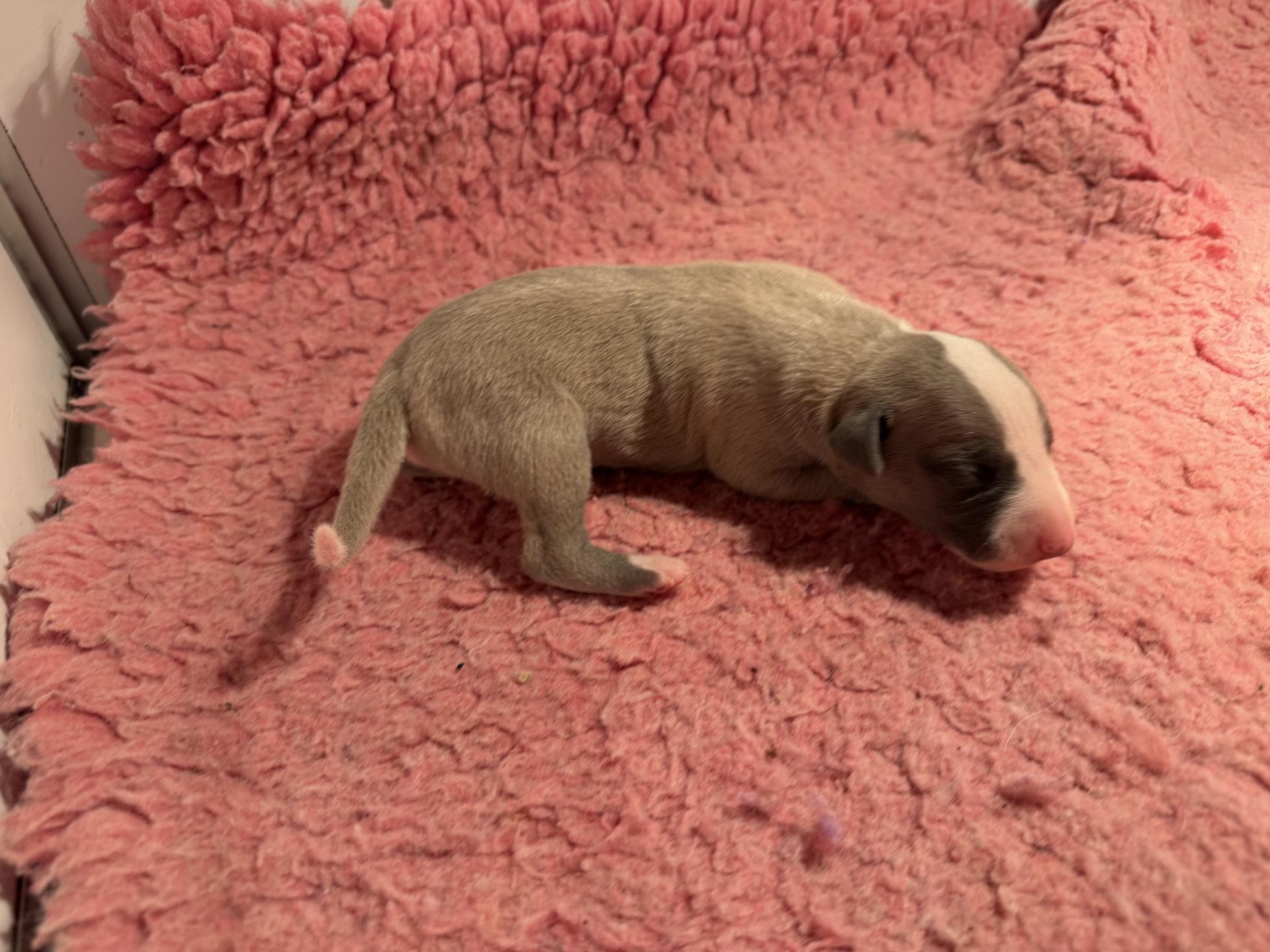 Chiot Whippet Disponible