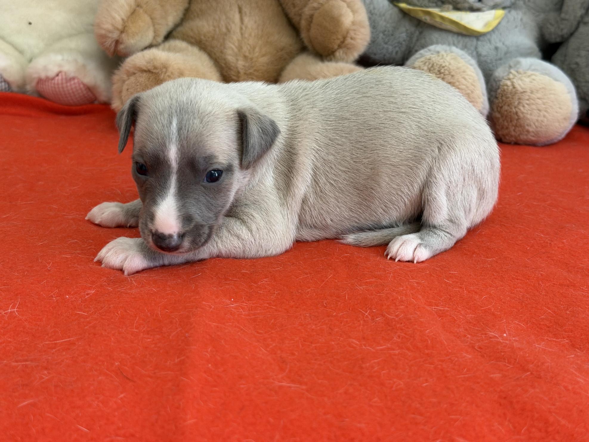 Chiot Whippet Disponible