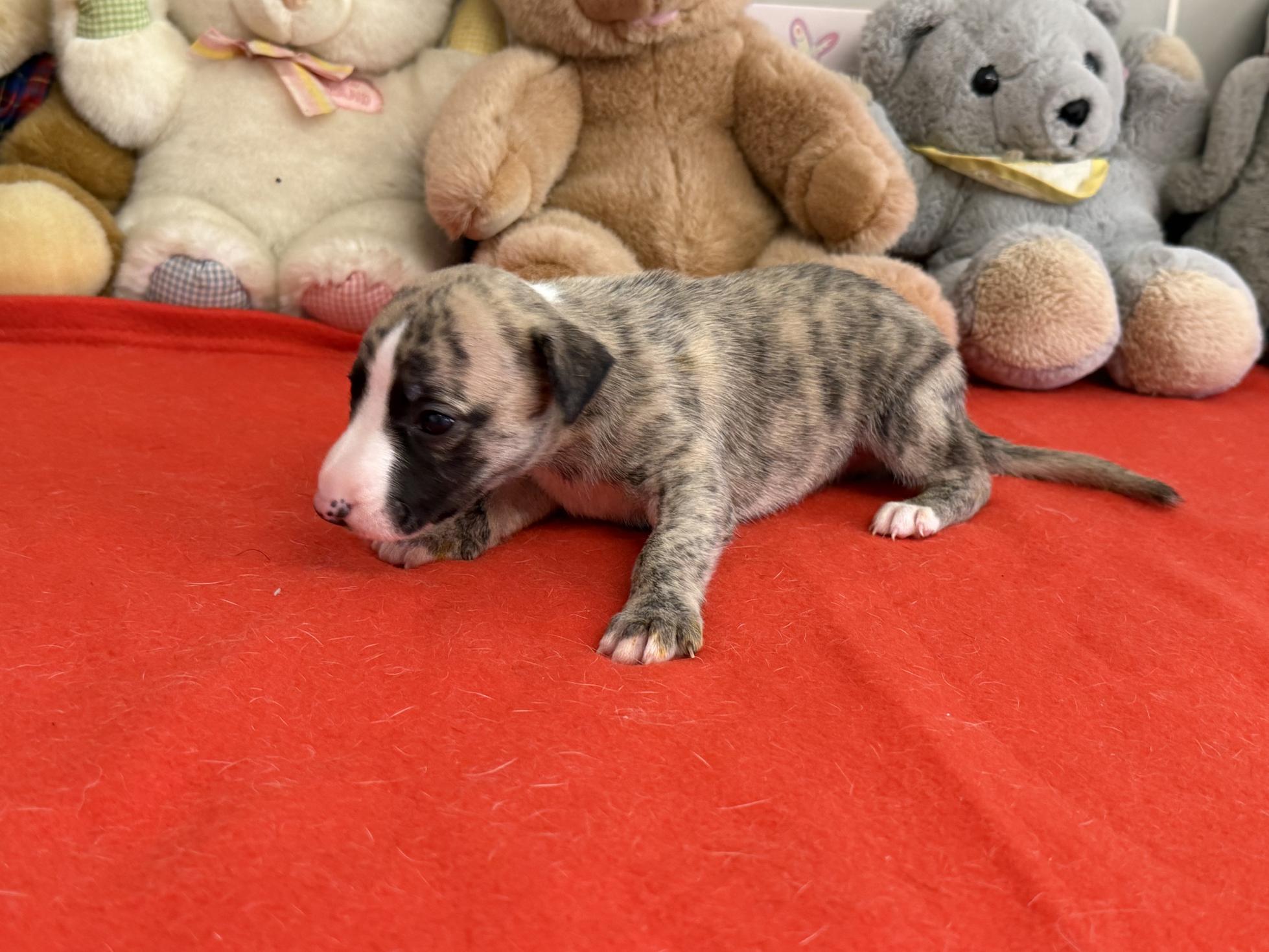 Chiot Whippet Disponible