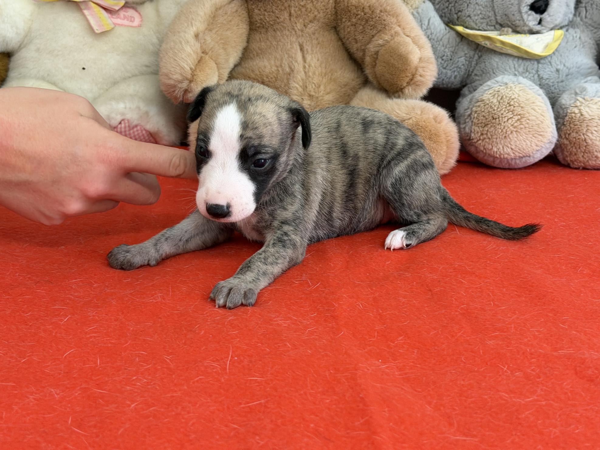 Chiot Whippet Disponible