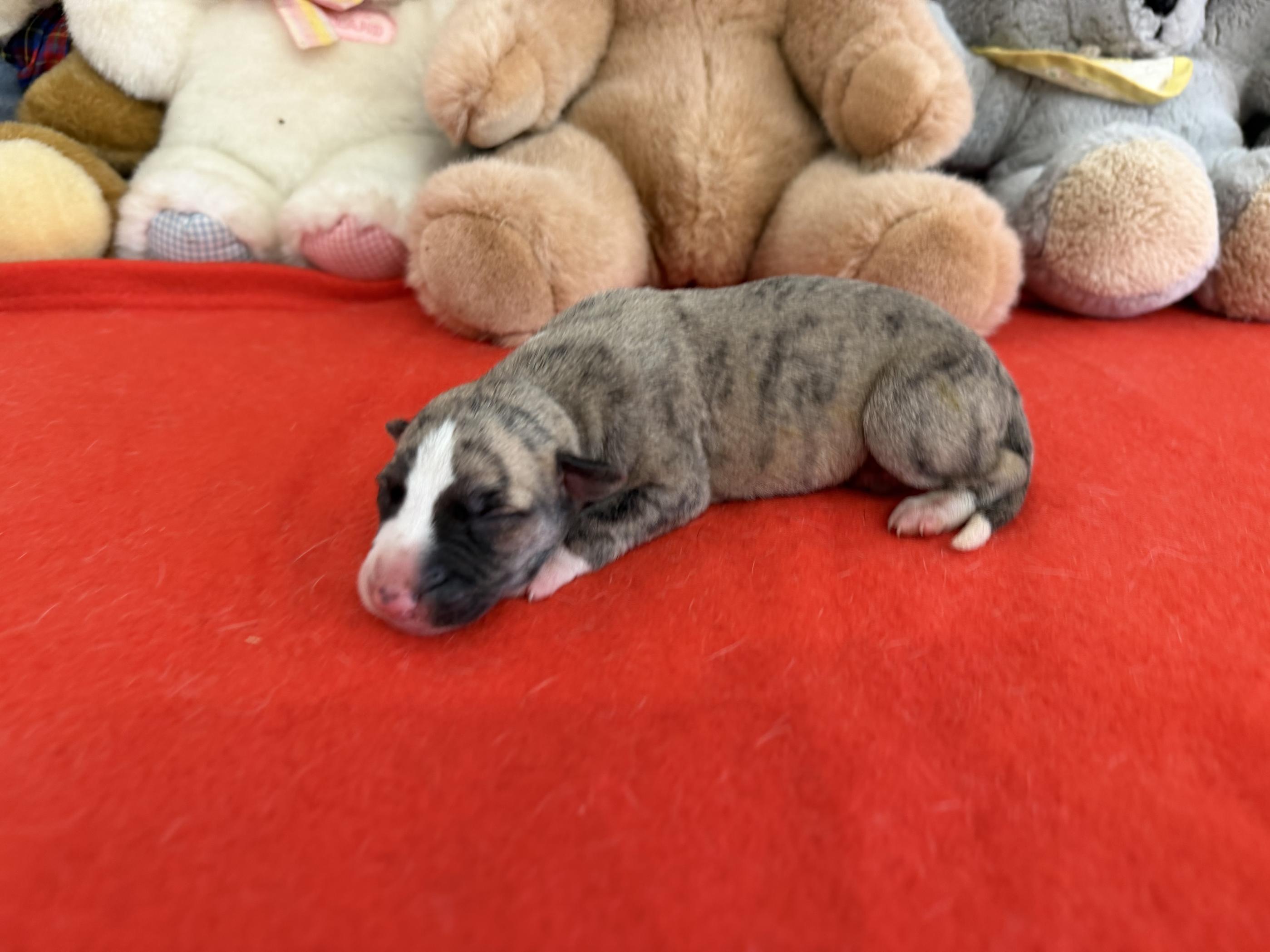 chiot disponible