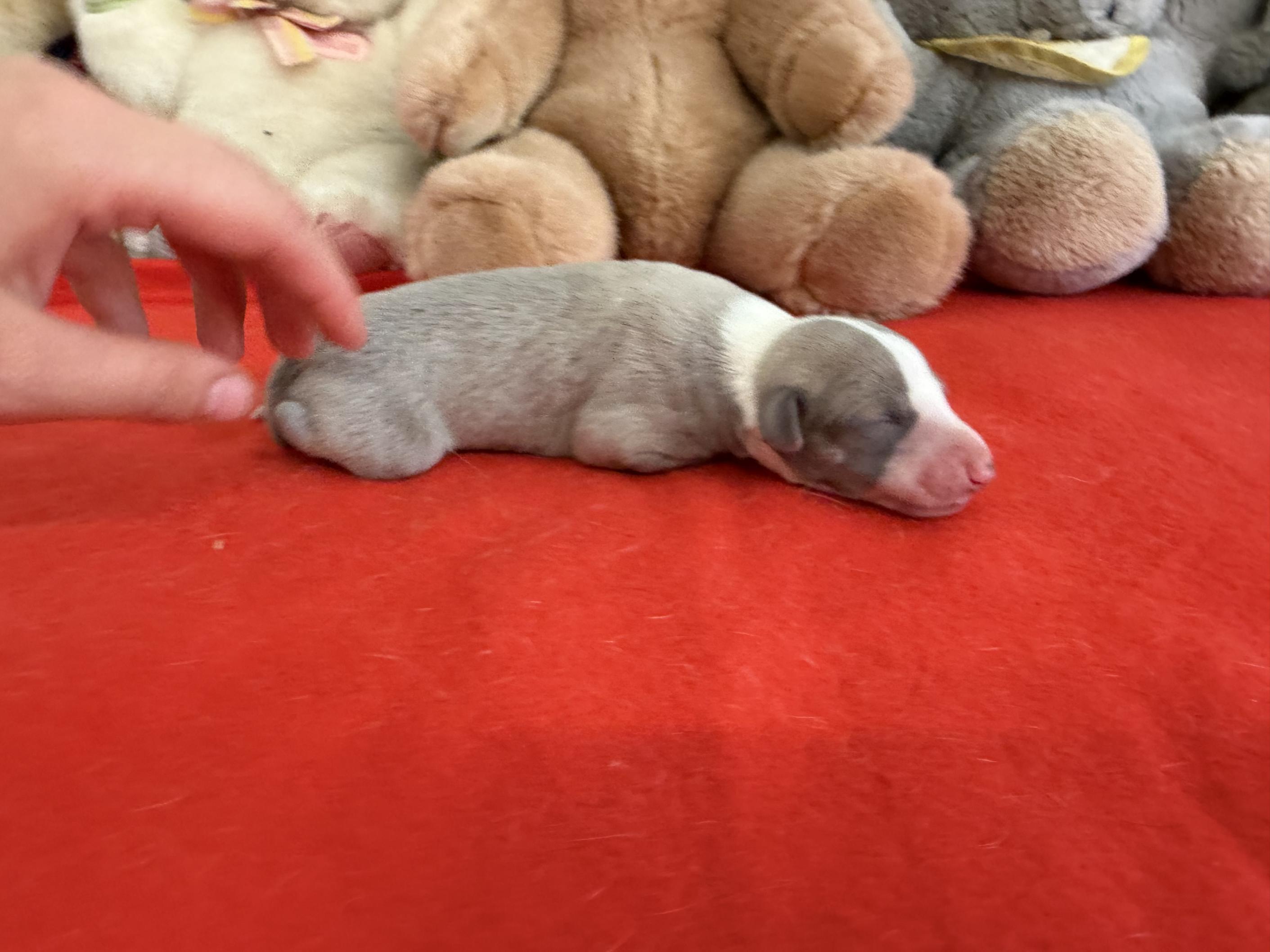 chiot disponible