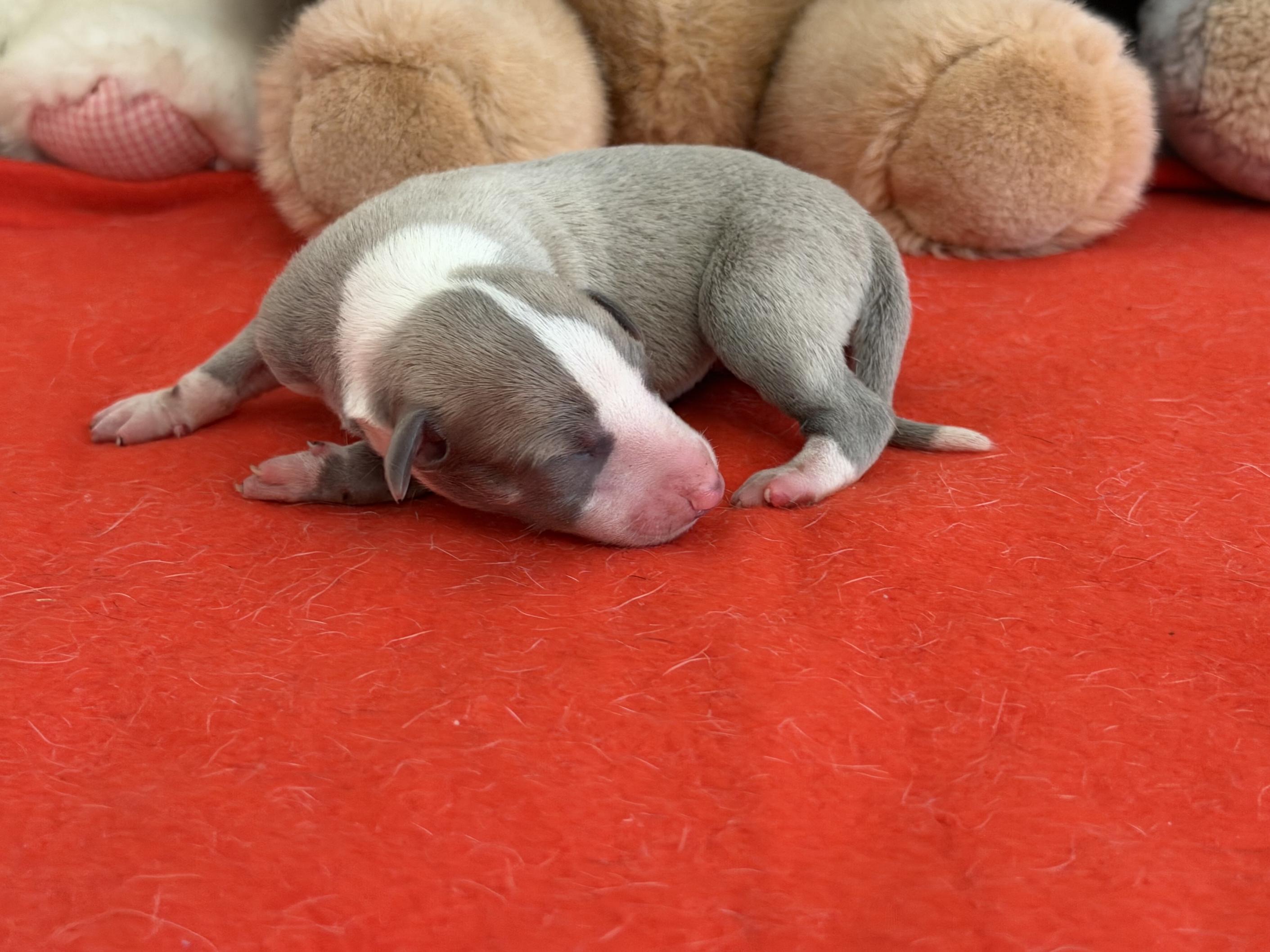 Chiot Whippet Disponible