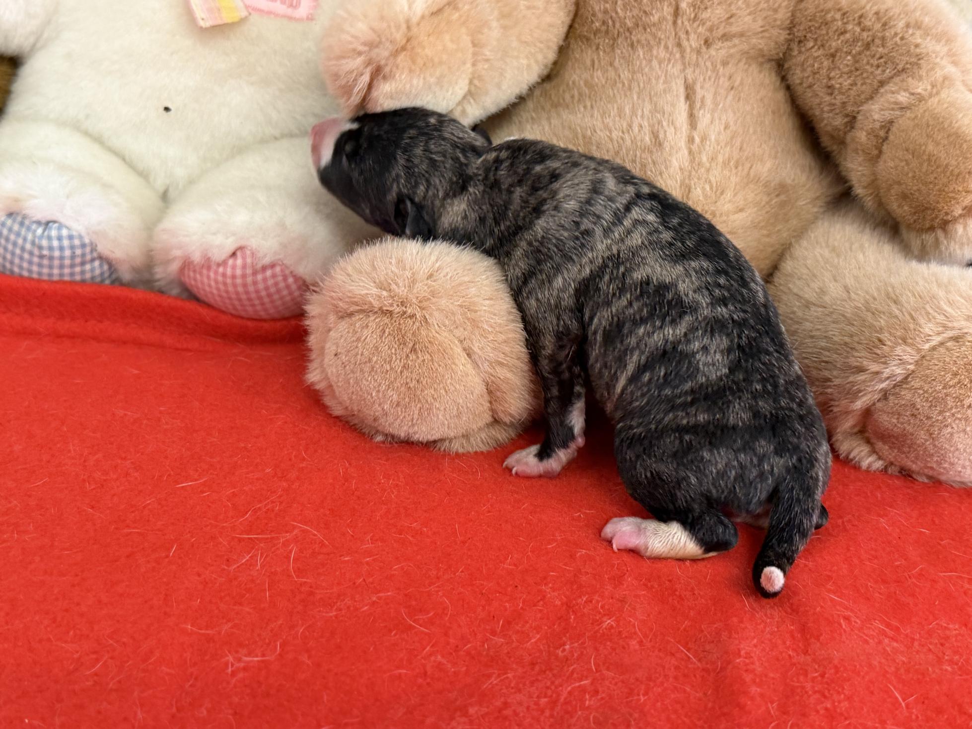 chiot disponible
