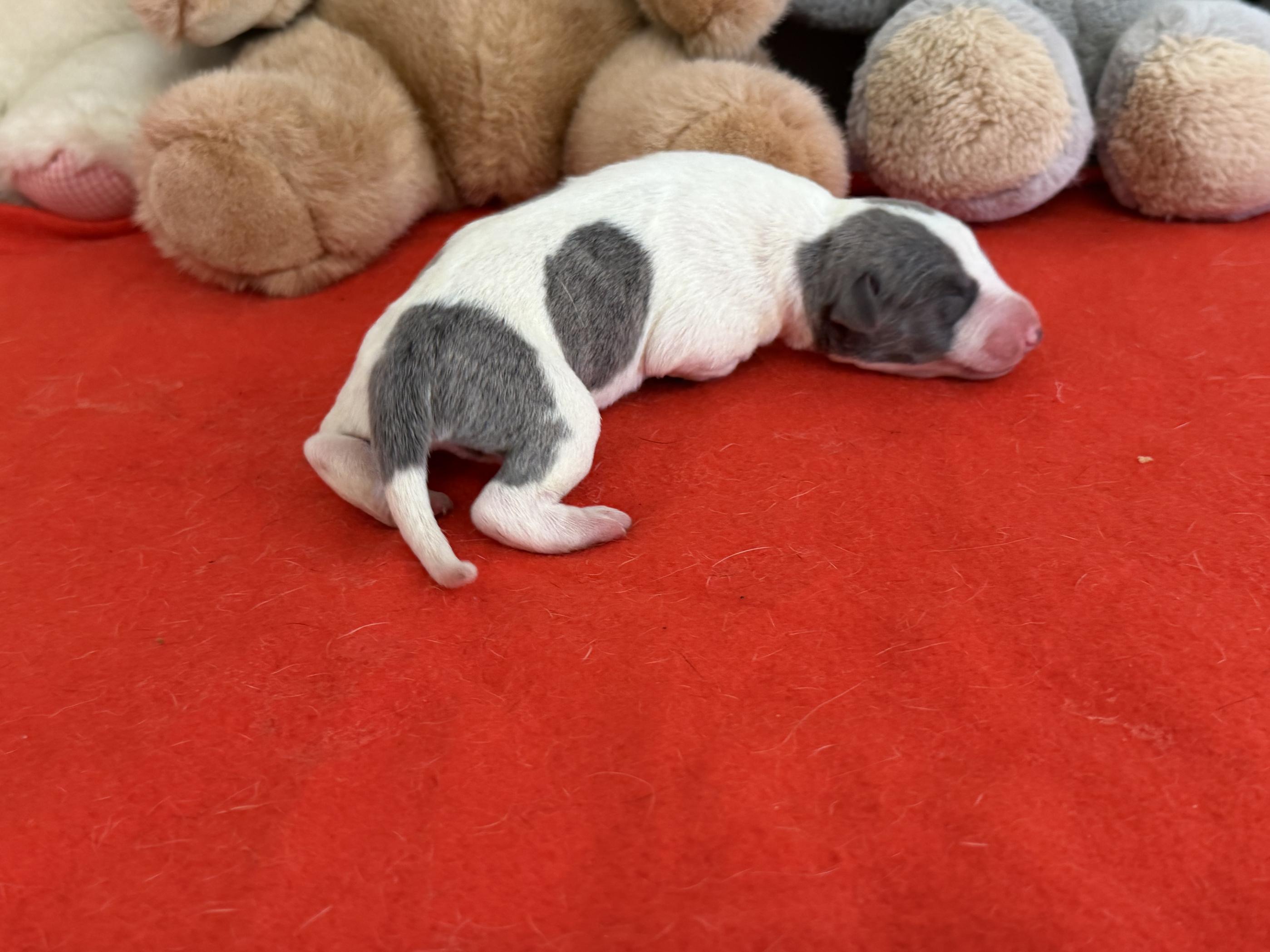 Chiot Whippet Disponible