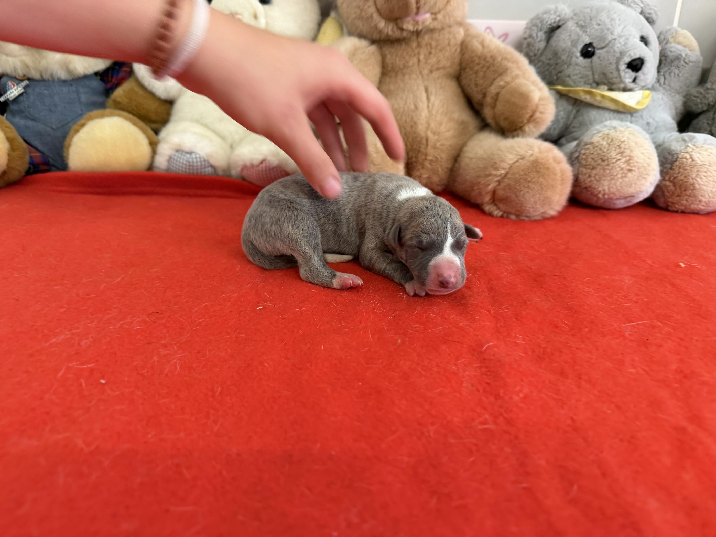 chiot disponible