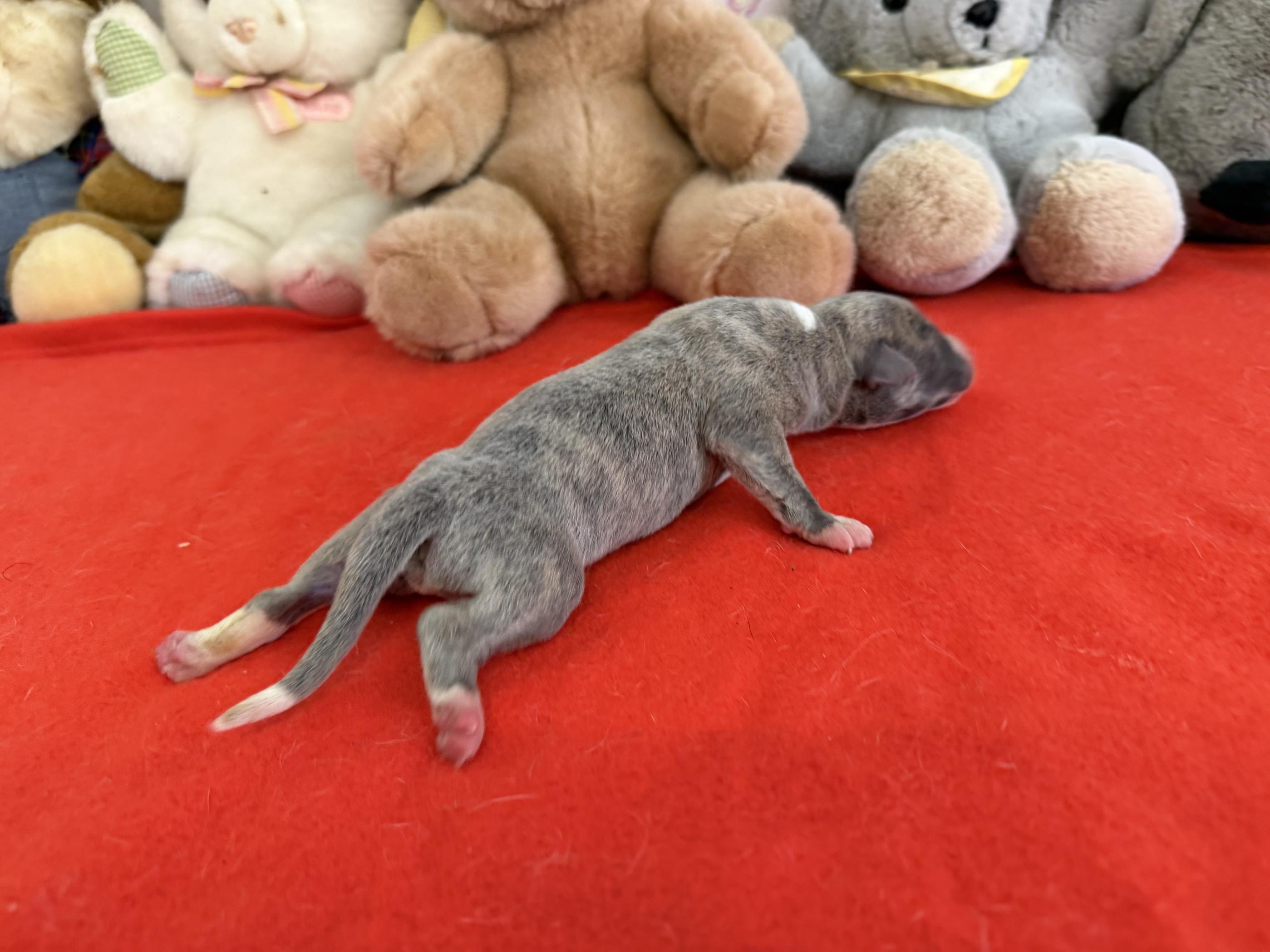 chiot disponible