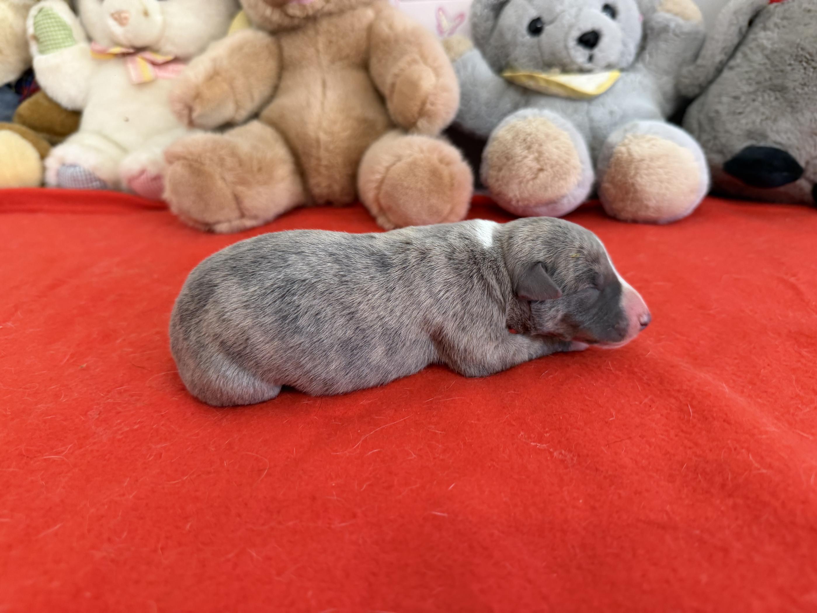 chiot disponible