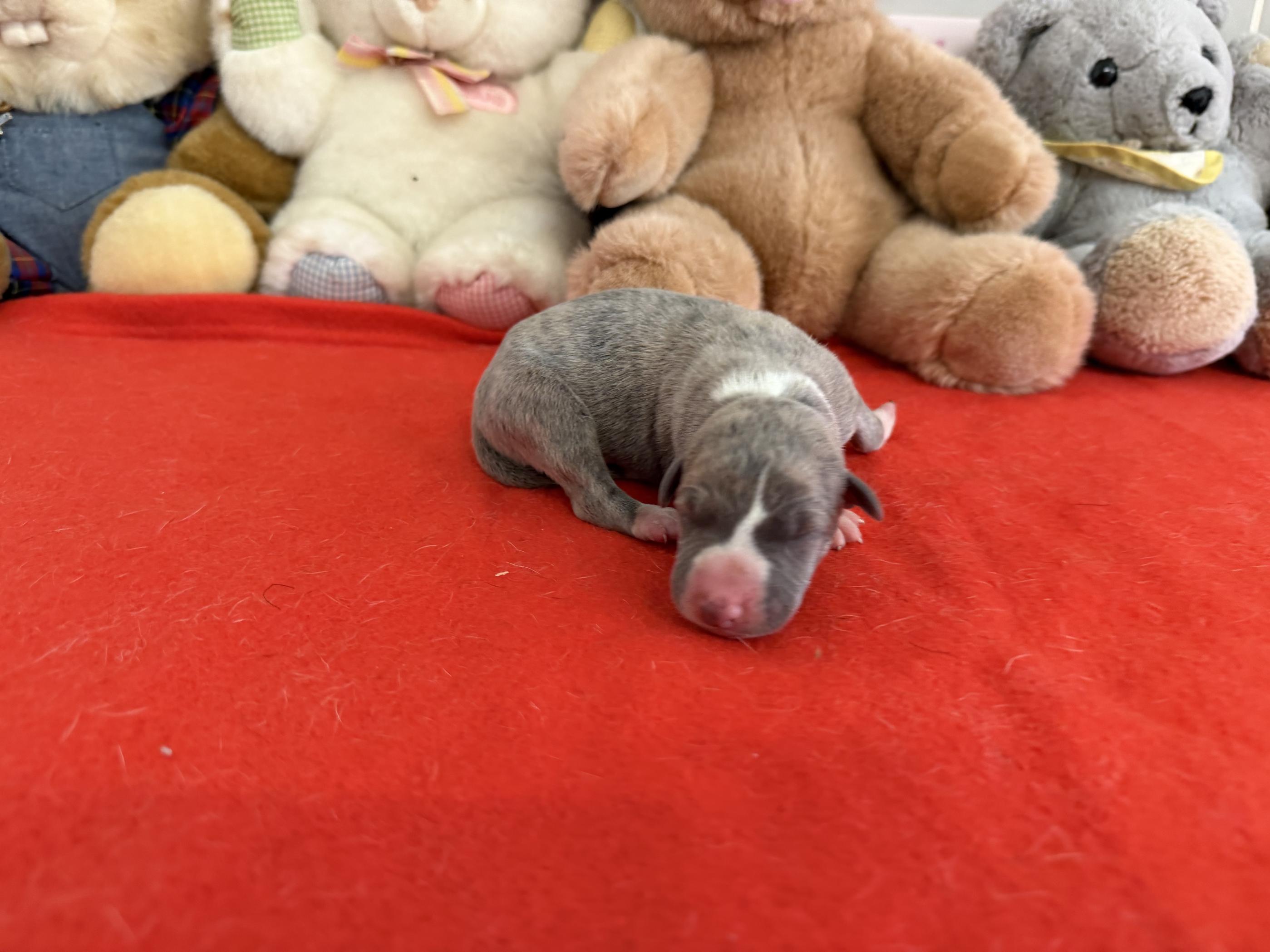 chiot disponible