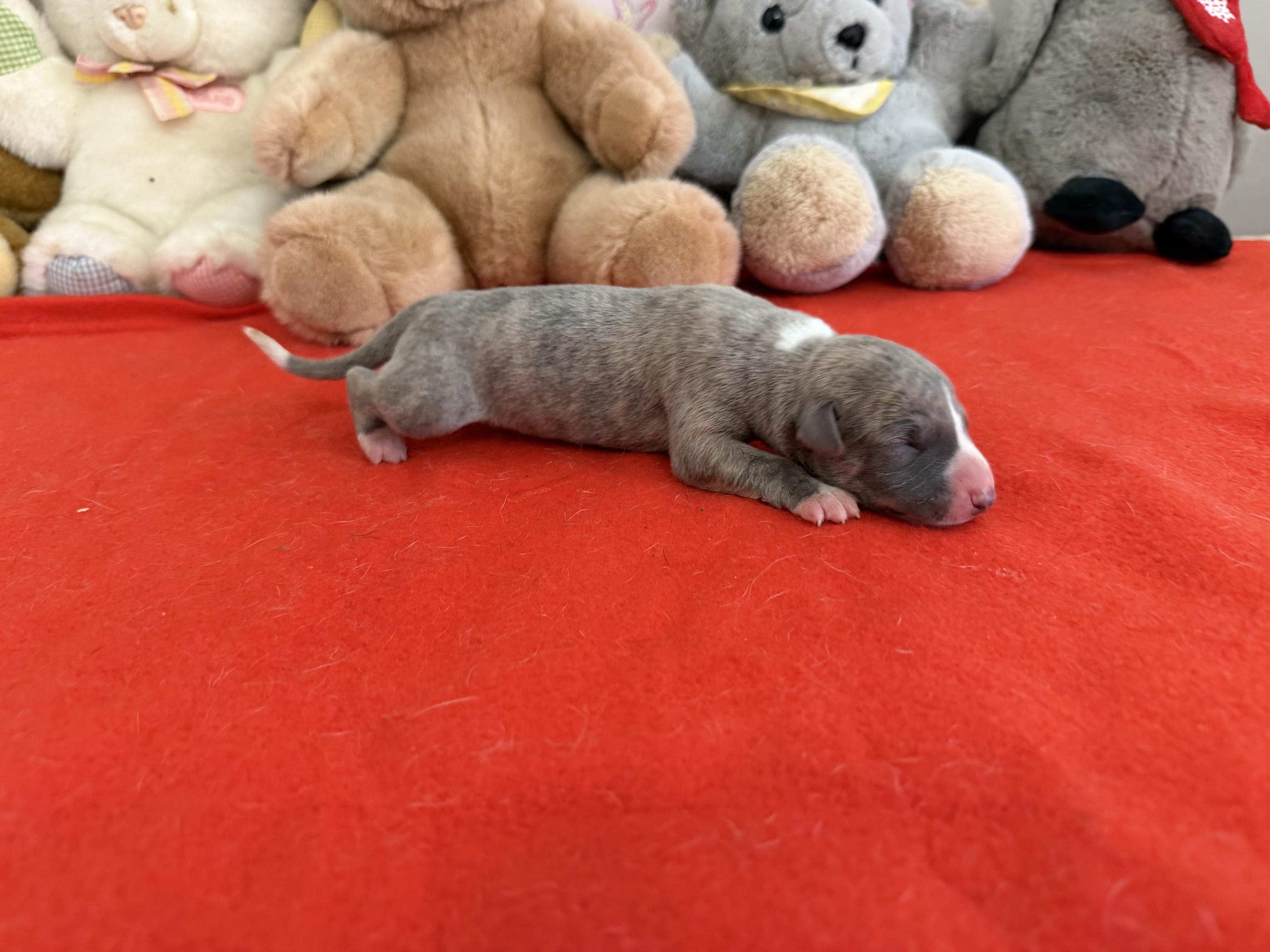chiot disponible